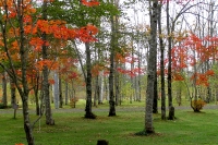 masyuen_autumn_5_0054