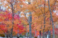 masyuen_autumn_5_0060