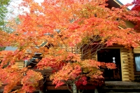 masyuen_autumn_5_0066
