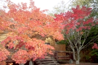 masyuen_autumn_5_0068