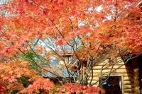 masyuen_autumn_5_0069