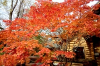 masyuen_autumn_5_0070