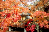 masyuen_autumn_5_0071