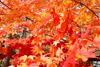 masyuen_autumn_5_0072