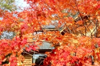 masyuen_autumn_5_0074