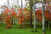 masyuen_autumn_5_0075