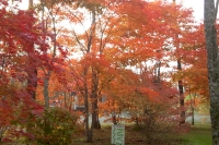masyuen_autumn_5_0077