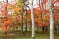 masyuen_autumn_5_0078