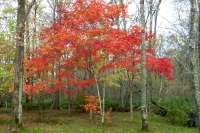 masyuen_autumn_5_0079