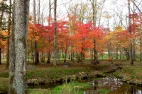 masyuen_autumn_5_0080