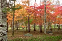 masyuen_autumn_5_0081