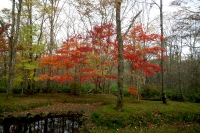 masyuen_autumn_5_0083