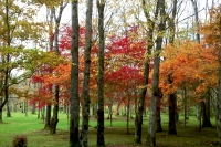 masyuen_autumn_5_0084