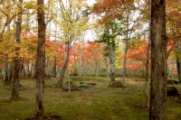 masyuen_autumn_5_0086