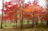 masyuen_autumn_5_0087