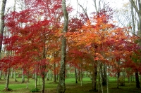 masyuen_autumn_5_0088