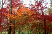 masyuen_autumn_5_0091