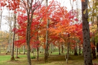 masyuen_autumn_5_0094