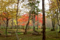 masyuen_autumn_5_0095