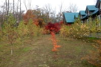 masyuen_autumn_5_0099