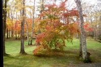 masyuen_autumn_5_0101