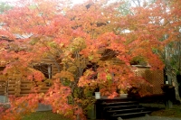 masyuen_autumn_5_0104