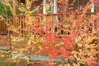 masyuen_autumn_5_0108