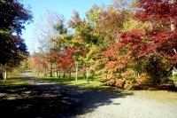 masyuen_autumn_5_0109