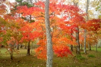 masyuen_autumn_5_0111