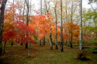 masyuen_autumn_5_0114