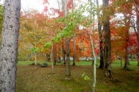 masyuen_autumn_5_0115