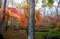 masyuen_autumn_5_0116
