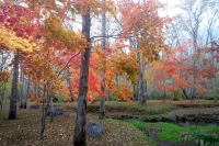 masyuen_autumn_5_0117