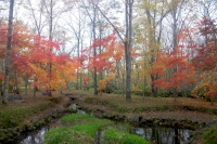 masyuen_autumn_5_0118