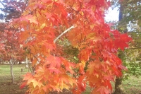 masyuen_autumn_5_0121