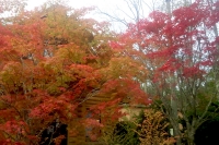 masyuen_autumn_5_0123