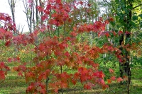 masyuen_autumn_5_0127