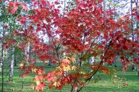 masyuen_autumn_5_0129