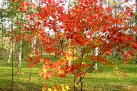 masyuen_autumn_5_0130