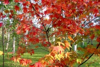 masyuen_autumn_5_0131