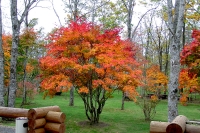 masyuen_autumn_5_0145