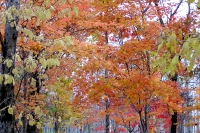 masyuen_autumn_5_0151