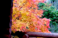 masyuen_autumn_5_0153