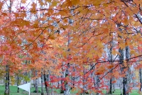 masyuen_autumn_5_0173