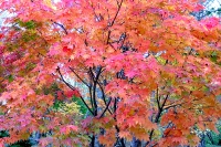 masyuen_autumn_5_0185