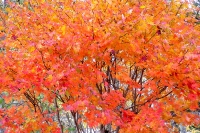 masyuen_autumn_5_0192