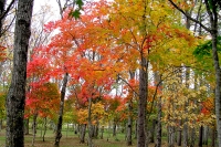 masyuen_autumn_5_0193