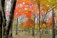 masyuen_autumn_5_0197