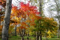 masyuen_autumn_5_0199