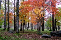 masyuen_autumn_5_0202